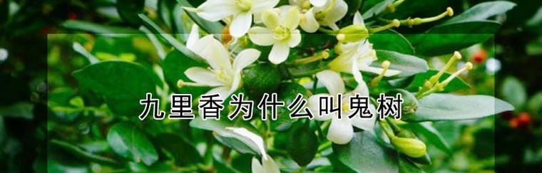 九里香花语及其意义（解析九里香花语的深层寓意与象征）