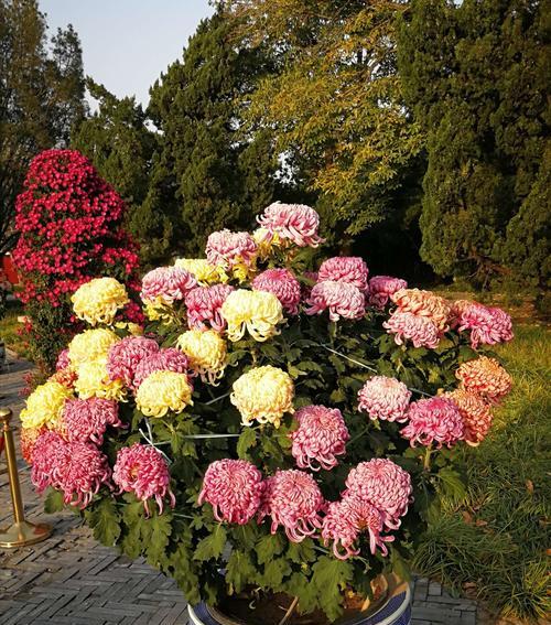 菊花在中国文化中的象征意义（花中傲骨，深植于华夏大地之上）