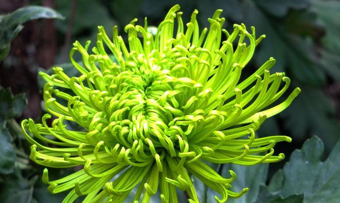 菊花在中国文化中的象征意义（花中傲骨，深植于华夏大地之上）