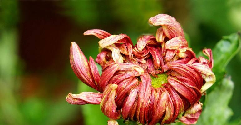 菊花在中国文化中的象征意义（花中傲骨，深植于华夏大地之上）