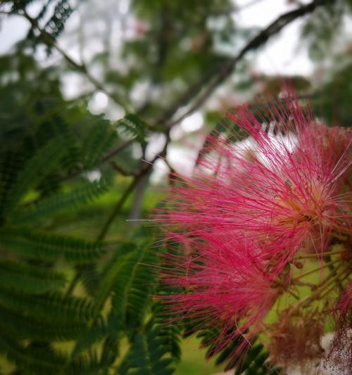 合欢花开放时间及观赏技巧（迎接夏日花海，欣赏合欢的绚丽）