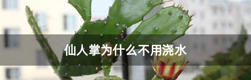 仙人掌（探秘仙人掌的奇妙世界）