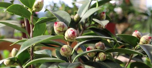 四季茶花掉叶子的补救方法（保护四季茶花，留住绿色美丽）