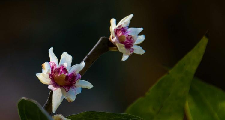 腊梅花绽放时节（描绘腊梅花花期的美丽景象）