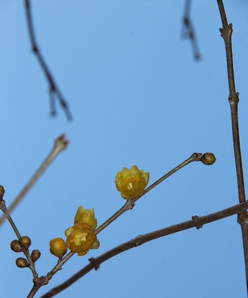 腊梅花绽放时节（描绘腊梅花花期的美丽景象）