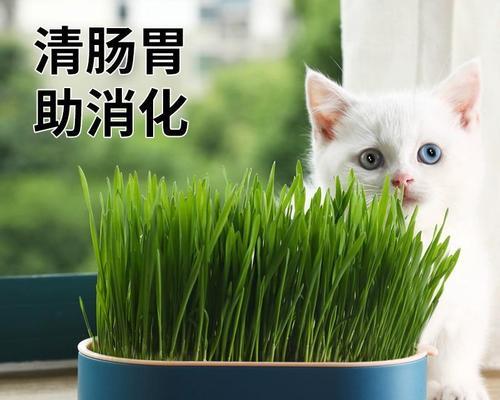 猫草种子，了解它的好处（了解猫草种子的种类与功能）