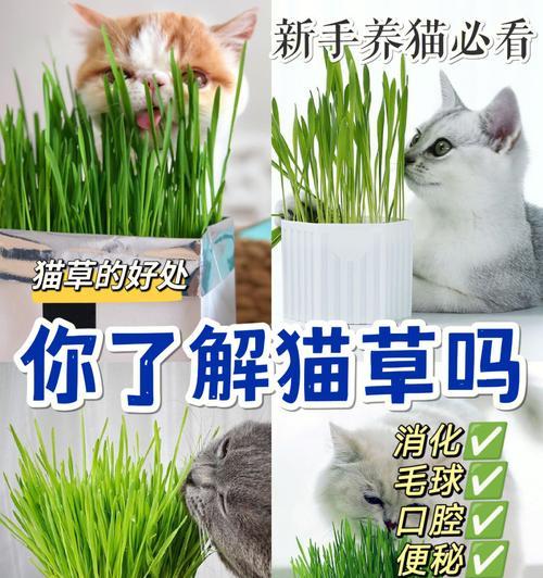 猫草种子，了解它的好处（了解猫草种子的种类与功能）