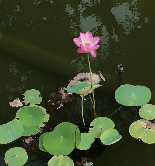 荷花绽放时（沁人心脾的美丽与神秘/荷池中的生命奇迹）