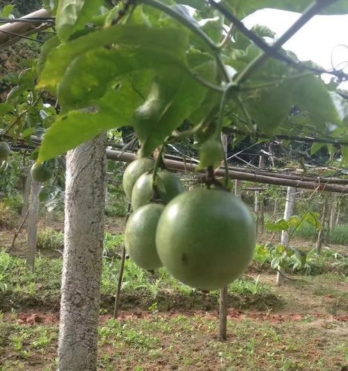 百香果的种植方法（让你轻松掌握百香果的种植技巧）