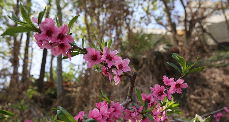 桃花之意——古代桃花象征的深层含义（探寻桃花的神秘符号及其文化价值）