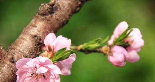 桃花之意——古代桃花象征的深层含义（探寻桃花的神秘符号及其文化价值）