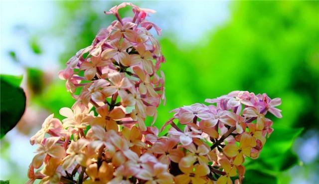 丁香花养护指南（打造优美丁香花园，从这里开始）