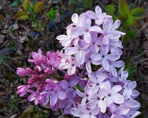 丁香花养护指南（打造优美丁香花园，从这里开始）