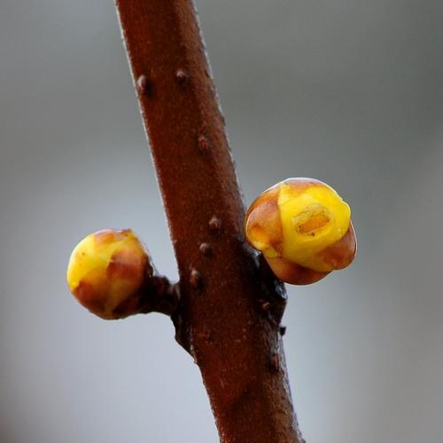 腊梅种子种植多久开花的方法（如何快速让腊梅种子开花）