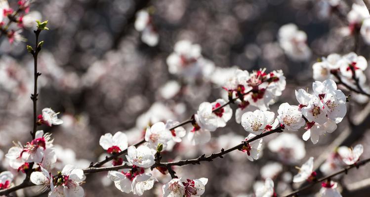 春日里的杏花（盛开的时节、优美的景致）