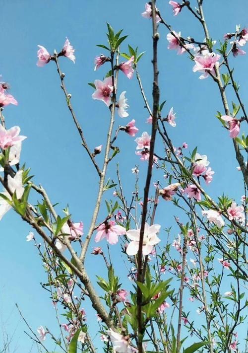 探秘桃花的花期和魅力（春日赏花，迎接桃花盛宴）