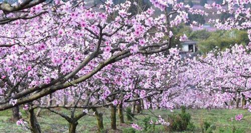 探秘桃花的花期和魅力（春日赏花，迎接桃花盛宴）