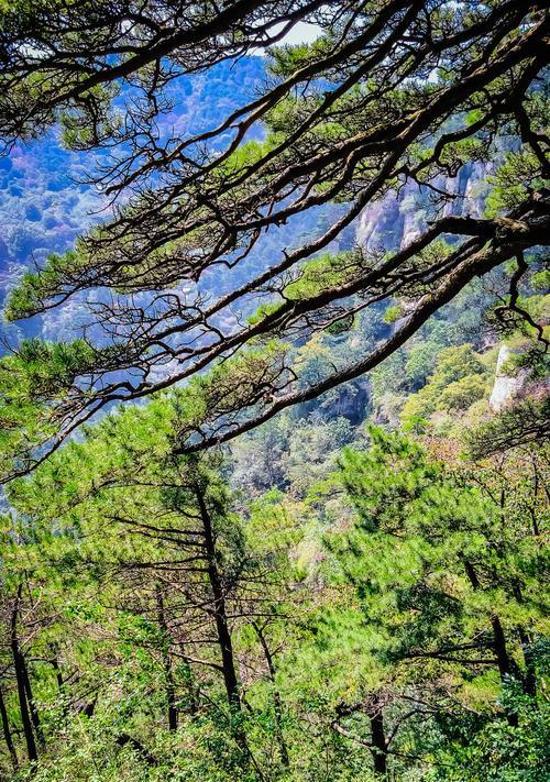 松树——北国绿色荫庇（形态优美的常绿大树与其多重作用）