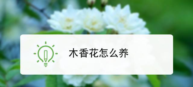 木香花的养殖方法与注意事项（轻松成就属于你的木香花园）