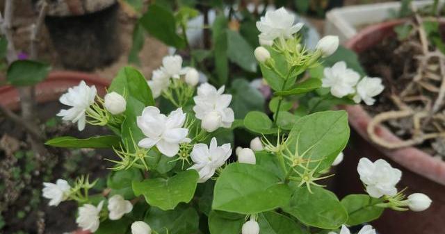 茉莉花黄叶的原因（茉莉花黄叶的危害及应对措施）