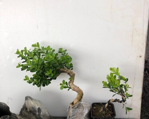 探索黄杨植物的品种（掌握黄杨植物的各大品种及特点）