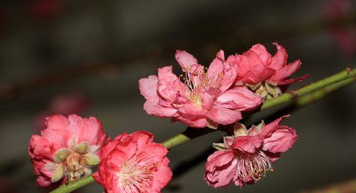 家庭花园里也能养桃花（打造美丽的家庭花园，家里也能开满桃花）