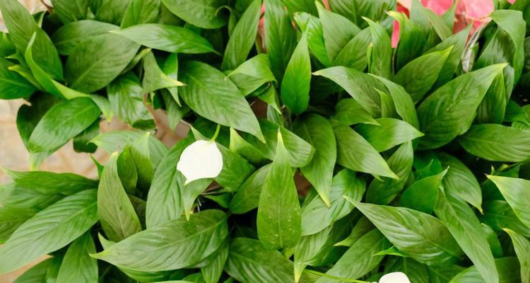 室内耐阴花卉植物推荐（打造室内绿色清新空间，防止雾霾侵袭）