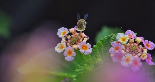 探秘紫花马缨丹的生长周期（蓝花马缨丹开花期、养护技巧及药用价值）