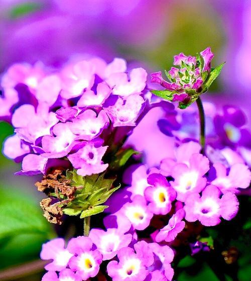 探秘紫花马缨丹的生长周期（蓝花马缨丹开花期、养护技巧及药用价值）