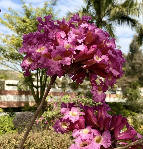 紫花风铃木花期详解（赏花好时光，探秘花期来龙去脉）