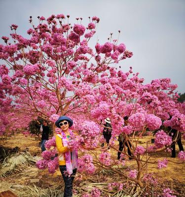 紫花风铃木花期详解（赏花好时光，探秘花期来龙去脉）