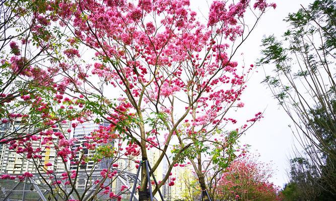 紫花风铃木花期详解（赏花好时光，探秘花期来龙去脉）