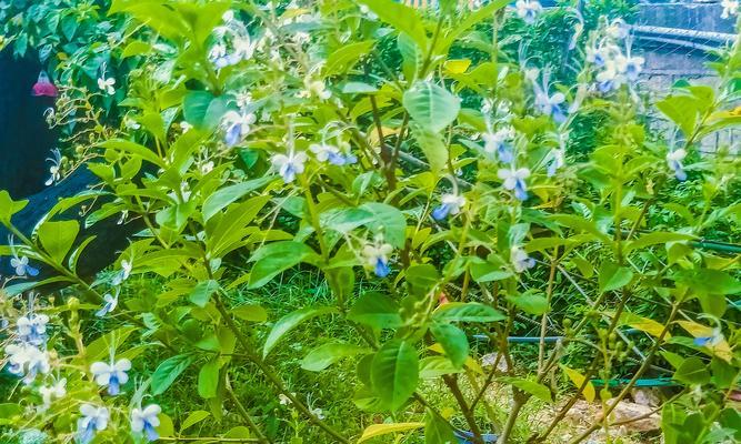 蓝蝴蝶花的养殖技巧（打造美丽园林的必备植物）