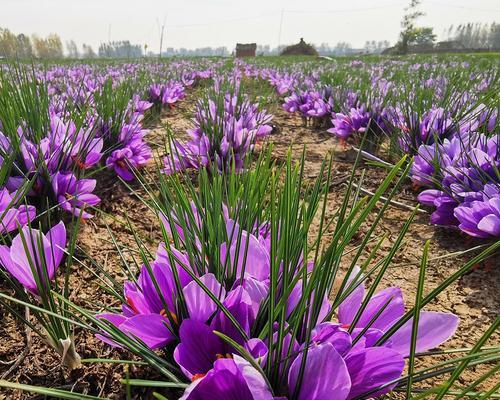 红花种子种植全攻略（打造美丽花园从选种到养护）