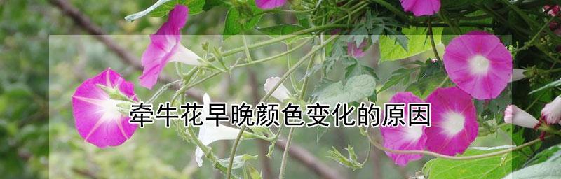 牵牛花苗为何倒下？（探究牵牛花苗倒掉的原因与防范措施）