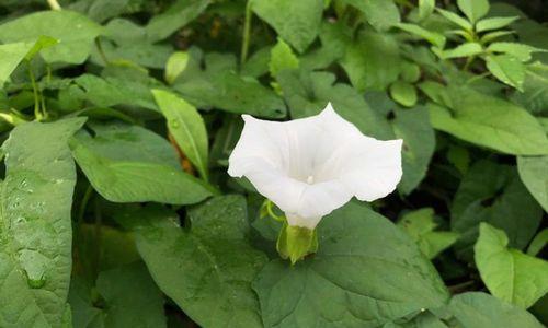 牵牛花苗为何倒下？（探究牵牛花苗倒掉的原因与防范措施）