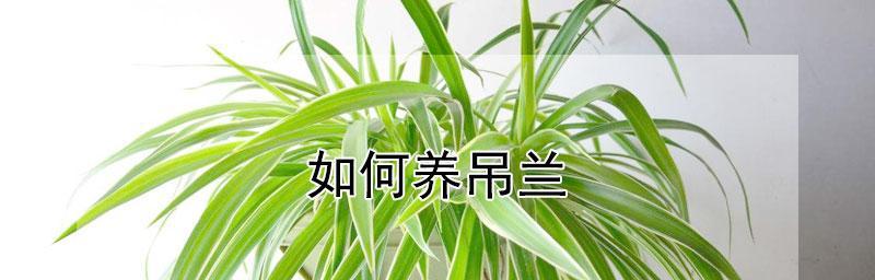 轻松学会吊兰养殖（打造清新绿意家居，吊兰养护全攻略）