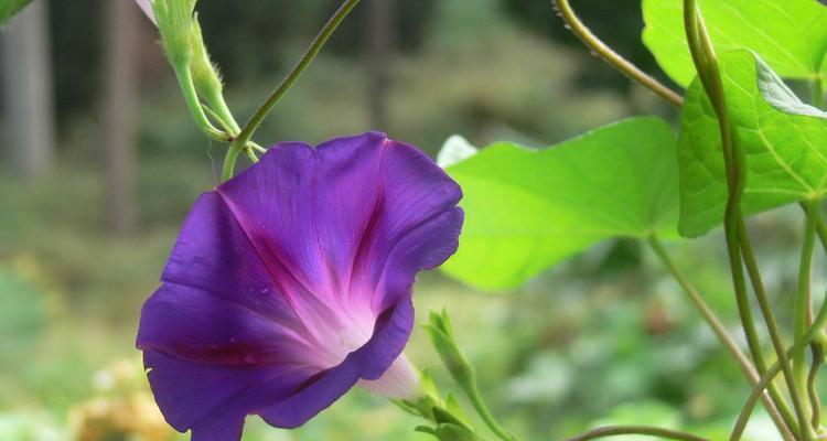 如何科学修剪牵牛花（牵牛花修剪方法，让你的花园更美丽）