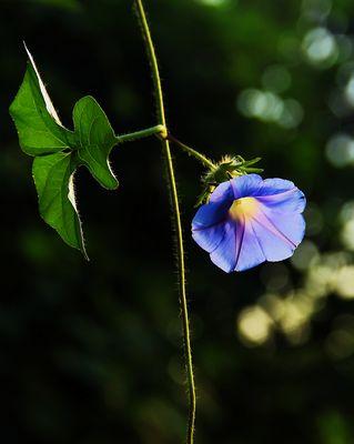 如何科学修剪牵牛花（牵牛花修剪方法，让你的花园更美丽）