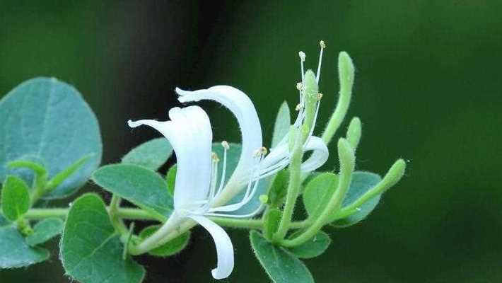 金银花的花期是多长时间？（了解金银花开花的时间及特点）