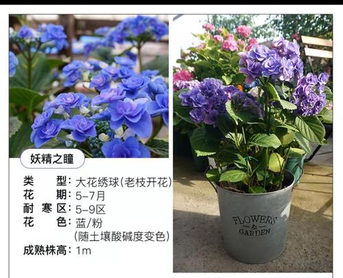 养护八仙花，美化生活环境（花卉八仙的养殖技巧与注意事项）