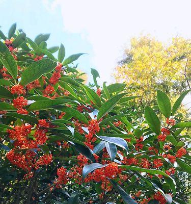 秋月开放，飘香满园——走近桂花（欣赏桂花的芬芳和魅力，了解桂花的食疗价值和文化底蕴）