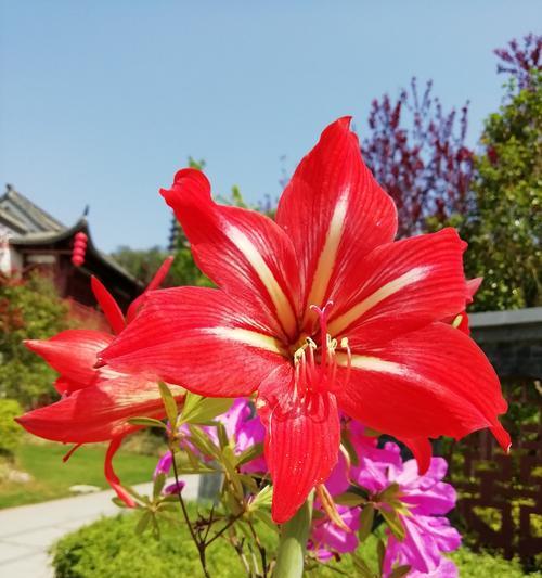 四月花开正艳（赏花好时光）