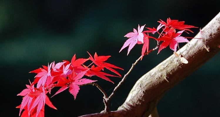 枫叶的花语（秋枫红叶的花语解读及象征意义）