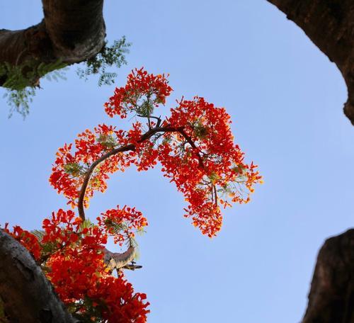 凤凰花（凤凰花的花语及寓意）