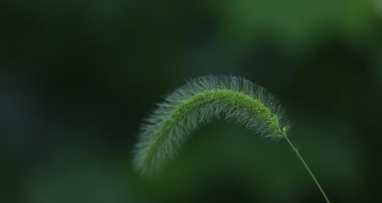 狗尾巴草的花语和寓意（揭开狗尾巴草背后的秘密——狗尾巴草的花语和寓意的深刻内涵）