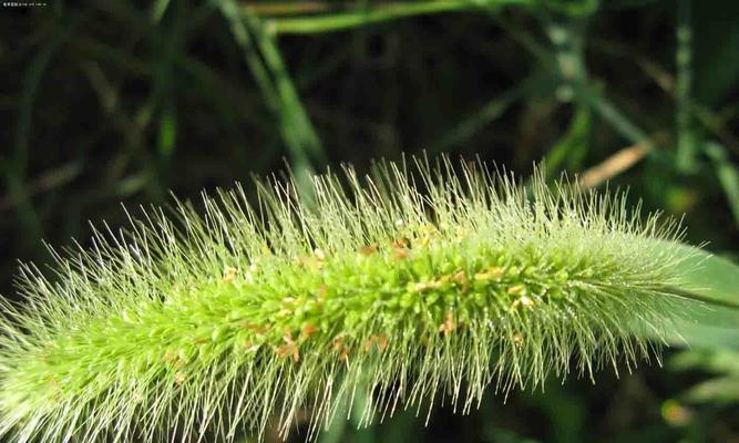 狗尾草的花语-守护与忠诚的象征（狗尾草的美丽外表和深刻寓意）