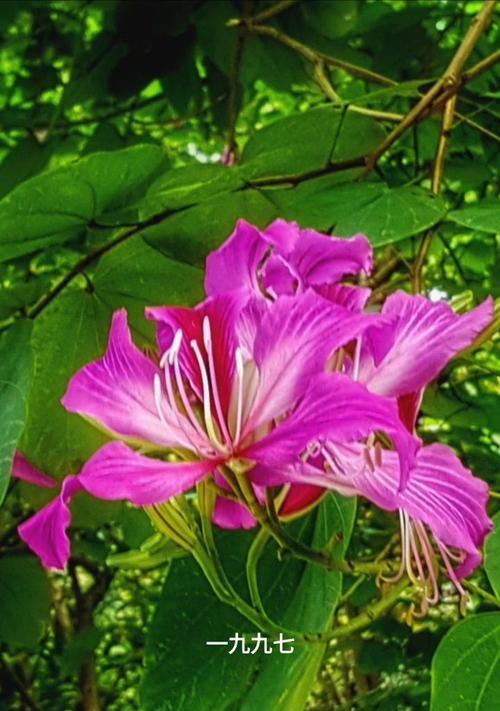 广元市花——紫薇花的含义与价值（广元市的代表性植物，凝聚着城市文化与精神）