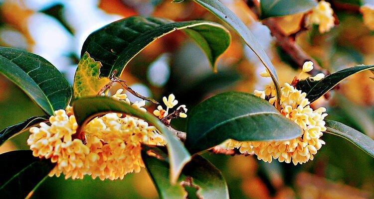 桂花的花语——芳香飘逸的寓意（桂花的种种花语及其象征意义）