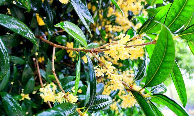 桂花的花语——芳香飘逸的寓意（桂花的种种花语及其象征意义）